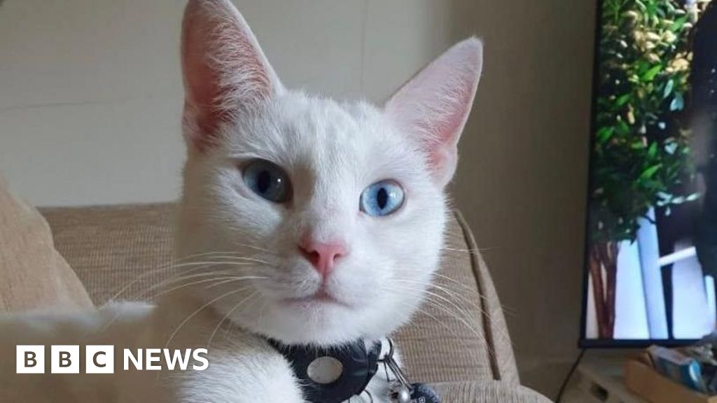 Appeal to find deaf cat who hitched ride in van in Nottingham
