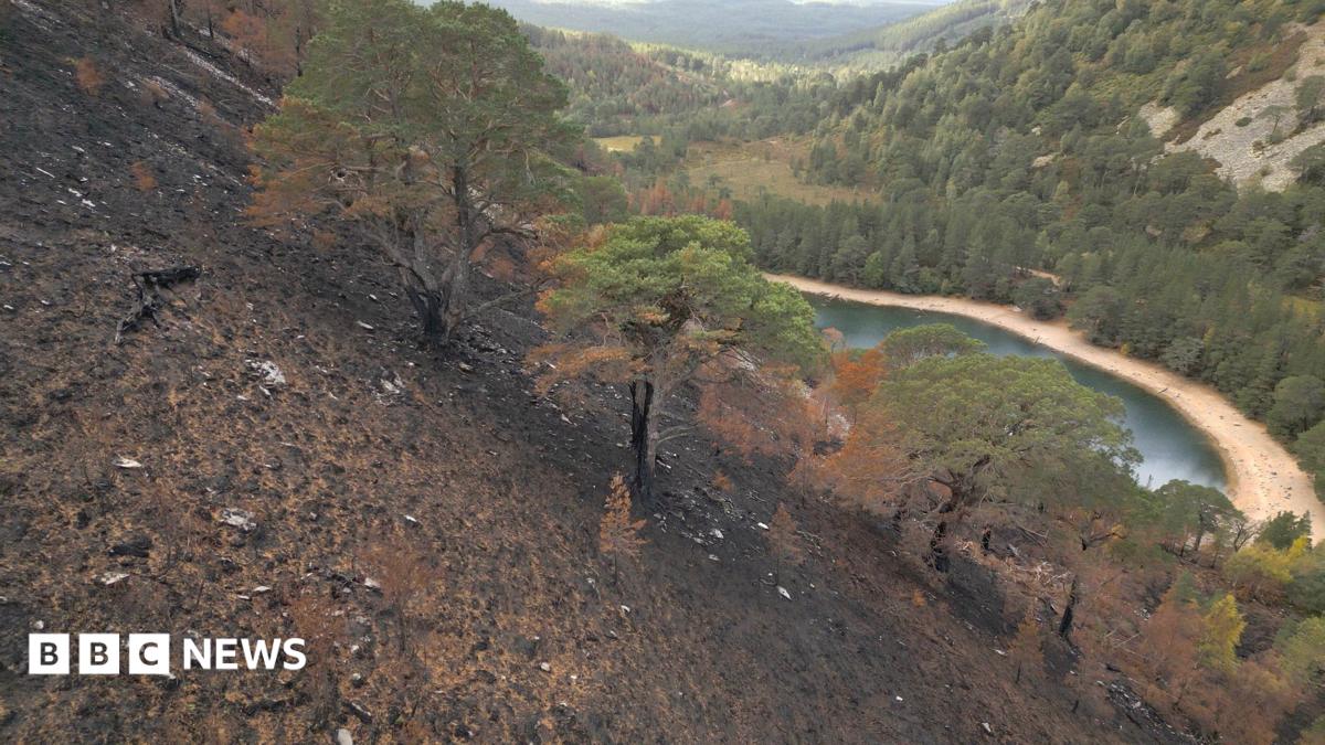 Fears for mature Scots Pines burned by huge Cairngroms wildfire